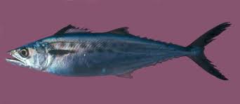 Image result for Scomberomorus maculatus