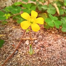 Attēlu rezultāti vaicājumam “Oxalidaceae”