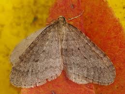 Attēlu rezultāti vaicājumam “Operophtera”