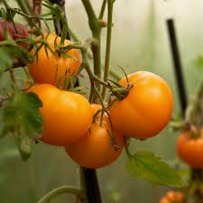 Afbeeldingsresultaat voor oranje van goeienbier tomato