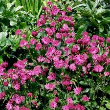 Attēlu rezultāti vaicājumam “Astrantia major fruit”