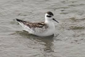 Attēlu rezultāti vaicājumam “Phalaropus lobatus”