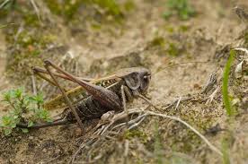 Attēlu rezultāti vaicājumam “Decticus verrucivorus”