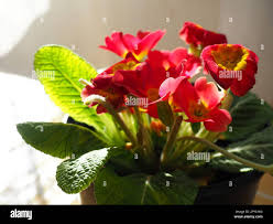 Attēlu rezultāti vaicājumam “Primulaceae”