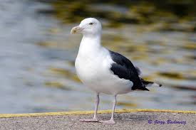 Attēlu rezultāti vaicājumam “Larus marinus”