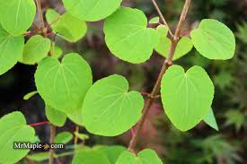 Attēlu rezultāti vaicājumam “Cercidiphyllum japonicum”