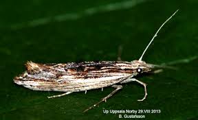 Attēlu rezultāti vaicājumam “Ypsolopha scabrella”