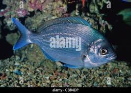 Image result for Spondyliosoma cantharus