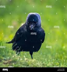 Attēlu rezultāti vaicājumam “Corvus monedula adult”