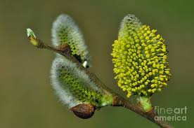 Attēlu rezultāti vaicājumam “Salix caprea fruit”