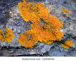 Attēlu rezultāti vaicājumam “Trichia scabra”