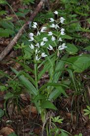 Attēlu rezultāti vaicājumam “Cephalanthera longifolia”
