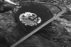 Attēlu rezultāti vaicājumam “Postia sericeomollis”