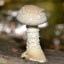 Attēlu rezultāti vaicājumam “Pholiota heteroclita”