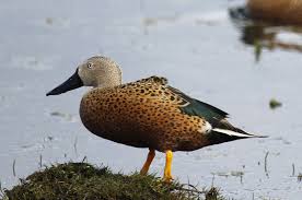 Attēlu rezultāti vaicājumam “Arrhenia spatulata”