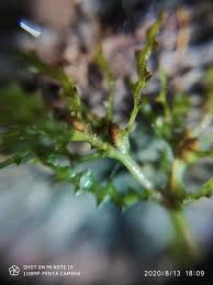 Attēlu rezultāti vaicājumam “Najas marina leaf”