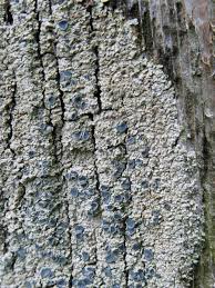 Attēlu rezultāti vaicājumam “Hypocenomyce scalaris”