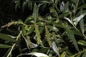 Attēlu rezultāti vaicājumam “Salix alba var. alba”