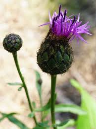 Attēlu rezultāti vaicājumam “Centaurea scabiosa bud”