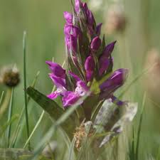 Attēlu rezultāti vaicājumam “Dactylorhiza majalis subsp. baltica flower”