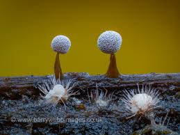 Attēlu rezultāti vaicājumam “Didymium bahiense macro”