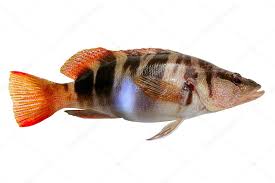 Image result for Serranus scriba