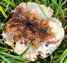 Attēlu rezultāti vaicājumam “Hypomyces chrysospermus”