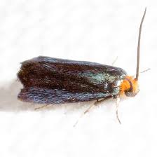 Attēlu rezultāti vaicājumam “Incurvariidae”