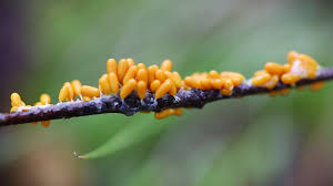 Attēlu rezultāti vaicājumam “Leocarpus fragilis spores”