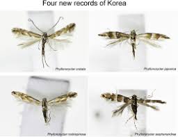 Attēlu rezultāti vaicājumam “Phyllonorycter sp.”