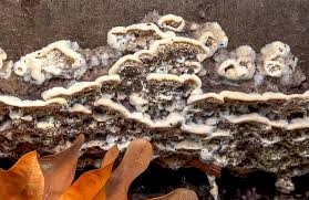 Attēlu rezultāti vaicājumam “Postia undosa”