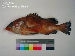 Image result for Epinephelus guttatus