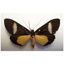 Attēlu rezultāti vaicājumam “Arctiidae”