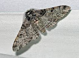 Attēlu rezultāti vaicājumam “Biston betularia”