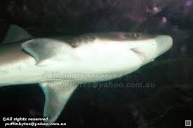 Image result for Galeorhinus galeus