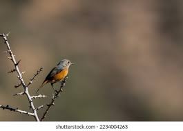 Image result for Phoenicurus moussieri