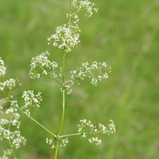 Attēlu rezultāti vaicājumam “Galium album bud”