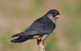 Image result for Falco amurensis