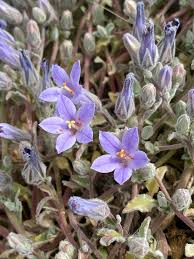 Image result for Campanula moesiaca
