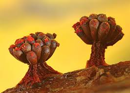 Attēlu rezultāti vaicājumam “Metatrichia sp.”