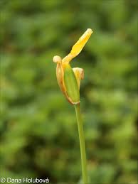 Attēlu rezultāti vaicājumam “Tulipa sylvestris bud”