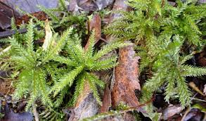 Attēlu rezultāti vaicājumam “Climacium dendroides sporophyte”