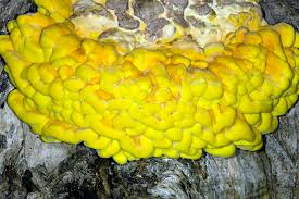 Attēlu rezultāti vaicājumam “Laetiporus sulphureus”