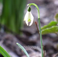 Attēlu rezultāti vaicājumam “Galanthus nivalis leaf”