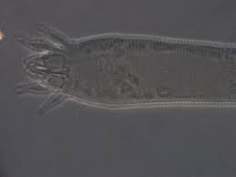 Attēlu rezultāti vaicājumam “Eriophyes padi”