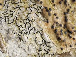 Attēlu rezultāti vaicājumam “Graphis scripta”