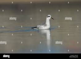 Attēlu rezultāti vaicājumam “Phalaropus fulicarius adult”