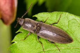 Attēlu rezultāti vaicājumam “Athous sp.”