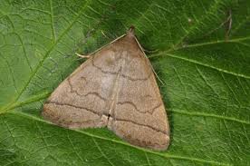 Attēlu rezultāti vaicājumam “Herminia tarsicrinalis”