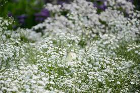 Attēlu rezultāti vaicājumam “Gypsophila paniculata leaf”